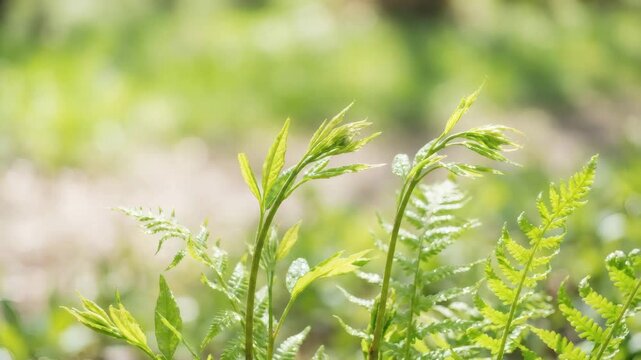 Young fern shoots in spring