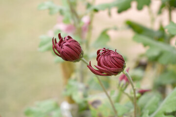 Beautiful Red chrysanthemum flowers closeup in the winter garden, Closeup of Chrysanthemum flower, Field of the Red Chrysanthemum, Beautiful Red flower blooming in nature.