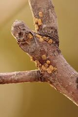 Fototapeta premium tree parasite bug 