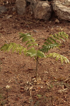 ailanthus tree