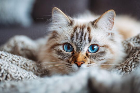 Fluffy cream-colored cat with striking bright blue eyes resting on a cozy knitted blanket in a warm and comfortable indoor setting