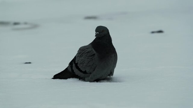 A pigeon is sitting on a snowy surface, fluffed up to stay warm, with a blurred winter background.