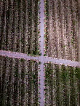 Aerial view of intersecting roads slicing through neatly arranged vineyards, creating a stark contrast of earthy tones and structured lines, Lujan de Cuyo, Argentina.