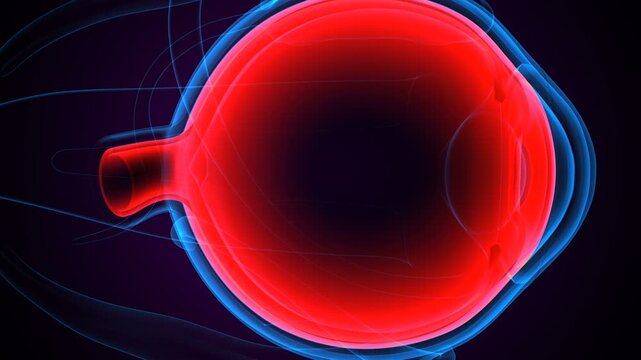 Eye parts anatomy with colorful background. 3d render