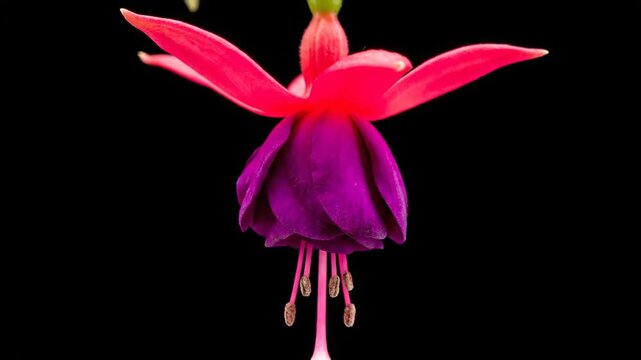 Hanging fuchsia flower timelapse, macro black background