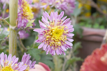 Fototapeta premium Beautiful Pink chrysanthemum flowers closeup in the winter garden, Closeup of Chrysanthemum flower, Field of the Pink Chrysanthemum, Beautiful Pink flower blooming in nature.