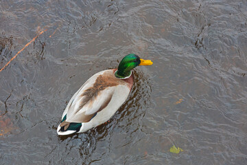 Top View of Male Mallard Duck Swimming in River Sweden Autumn
