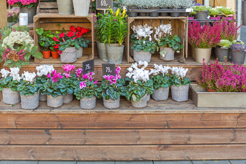 Potted Plants and Flowers at Florist Shop in Norway Autumn Season