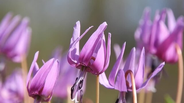 [4K] Japanese Dogtooth Violet (Katakuri): Beautiful Spring Ephemeral Flowers in Soft Sunlight 【4K】春の妖精カタクリの花：可憐に咲くスプリング・エフェメラルと、春の柔らかな日差しが美しい風景素材 撮影日：20250501-10