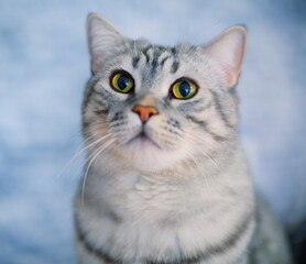 Close-up portrait of a domestic cat with expressive green eyes. Curious look, emotional connection, innocence and pet companionship concept.