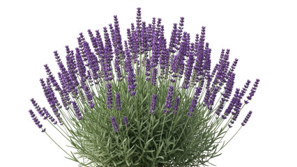 Isolated Lavender plant, flower stems with blossoms, fragrant summer blooming garden herb © darietta