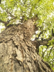 Obraz premium Low angle view of a tall tree trunk with textured bark and lush green leaves canopy, photographed from the ground looking up. Natural forest perspective symbolizing growth, strength, nature, environme