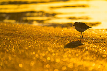 朝焼けの砂浜でたたずむダイゼン