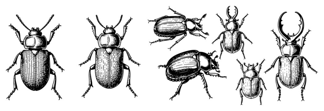 Detailed vintage scientific illustrations of various beetles and insects in traditional woodcut style
