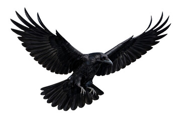 Obraz premium Black Raven Flying with Wings Spread Isolated on White Background