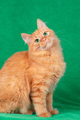 Portrait of a cute red longhair cat indoors on a green blanket. The cat is looking up