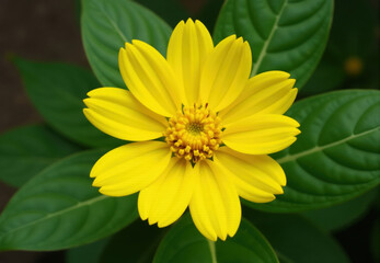 Obraz premium Yellow Flower with Dark Green Foliage