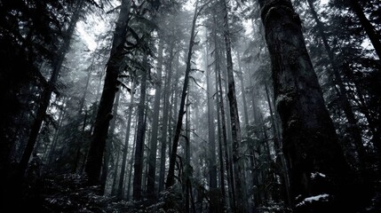 Fototapeta premium Dark and Misty Forest Scene with Tall Trees Reaching to the Sky in Monochrome
