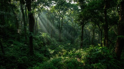 Fototapeta premium Sunlight Streams Through Lush Green Forest Canopy, Tranquil Woodland Scene