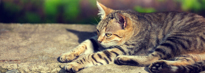 Young cat lying on concrete surface