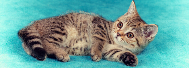 Cute little kitten lying the soft fir blue blanket