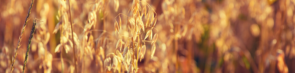 Oats field at sunset light.