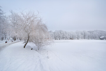 Fototapeta premium Serene winter scene of trees heavily coated in sparkling hoarfrost on the shore of a frozen lake in Zelenogradsk Park
