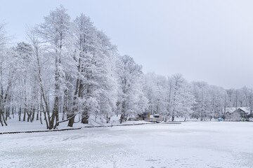 Fototapeta premium Serene winter scene of trees heavily coated in sparkling hoarfrost on the shore of a frozen lake in Zelenogradsk Park
