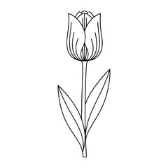 Obraz premium Detailed tulip flower line art vector illustration, isolated on transparent and white backgrounds