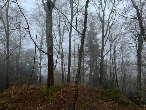 Misty forest landscape with moss-covered trees and rocky ground. A serene and mysterious woodland scene perfect for nature, adventure, and fantasy themes. . High quality photo