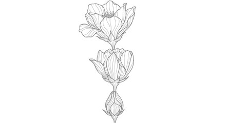  a-flower-blooming-slowly-line-art.