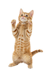 Fototapeta premium Adorable orange tabby cat standing on hind legs with front paws raised isolated on transparent background