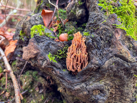 Orange coral fungus (Ramaria) in hollow tree trunk