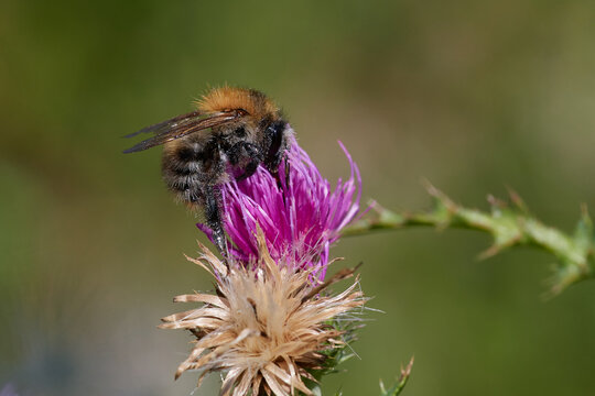 Amazing and hardworking bee is very important pollinator in nature ecosystem, Danubian wetland, Slovakia