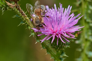 Amazing and hardworking bee is very important pollinator in nature ecosystem, Danubian wetland, Slovakia