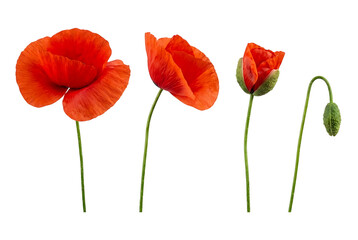 Naklejka premium Four vibrant red poppy flowers in full bloom and bud stages on transparent background for design and decoration
