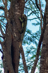 Obraz premium A lizard is climbing up a tree. The tree is surrounded by other trees and the sky is blue.