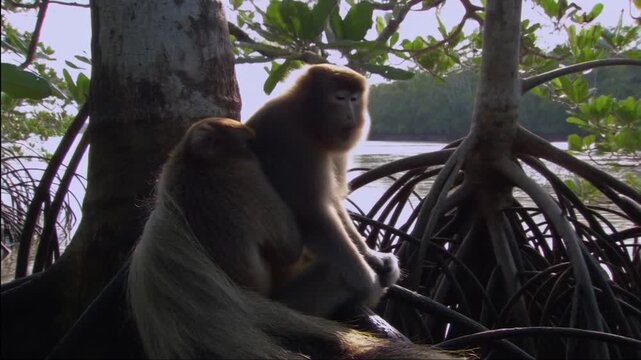 Proboscis monkey sitting on a mangrove at the edge of the lake.