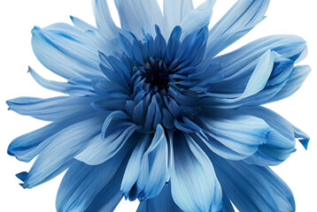 Obraz premium Vibrant blue flower isolated on transparent background with delicate layered petals and fresh botanical beauty