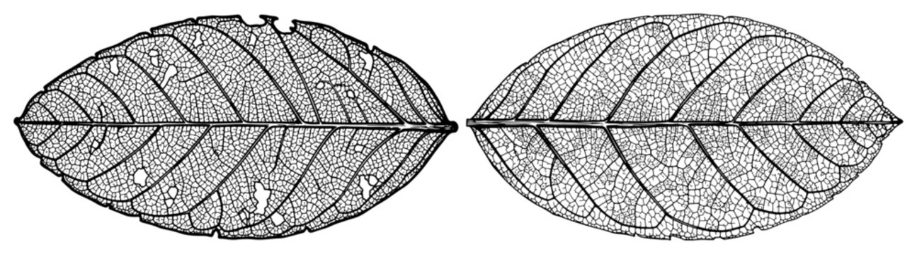 Detailed hand drawn illustration of two skeletal autumn leaves with visible vein structure