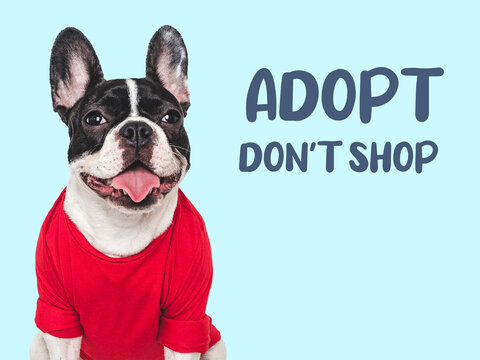 Charming pied dog with ADOPT DON T SHOP text, looking forward. Rescue pet advocacy concept. Studio portrait, isolated background. Pets care