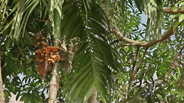Static footage showing a tall betel nut palm tree with bright yellow ripe areca nuts ready for harvest under the sun.