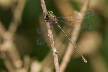 Damselfly in its natural environment in summer day, Danubian wetland, Slovakia, 