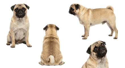 Fototapeta premium Collection of cute pedigree pet angles including profile close up and sitting isolated