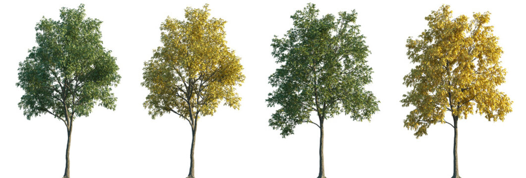 Set of autumn and summer Robinia (commonly known as locusts or false acacias) frontal street trees isolated png in sunny daylight on a transparent background perfectly cutout