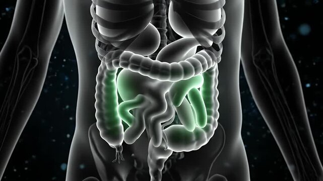 Human Colon Anatomy Visualization in Green Highlight over Human Body in Dark Background for Medical Educational Purpose