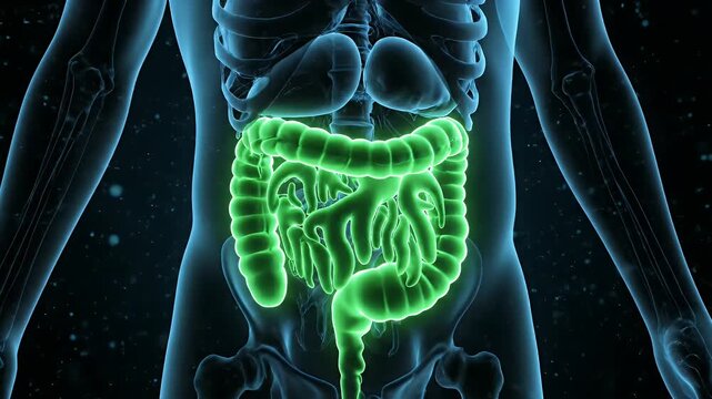 Human Colon Anatomy Visualization in Green over Transparent Body Medical Illustration of Digestive System for
