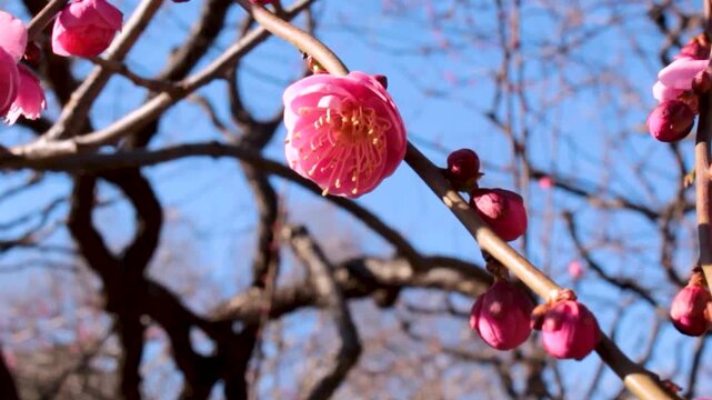 Crimson Plum Blossoms Swaying in the Wind with Blue Sky Early Spring Landscape