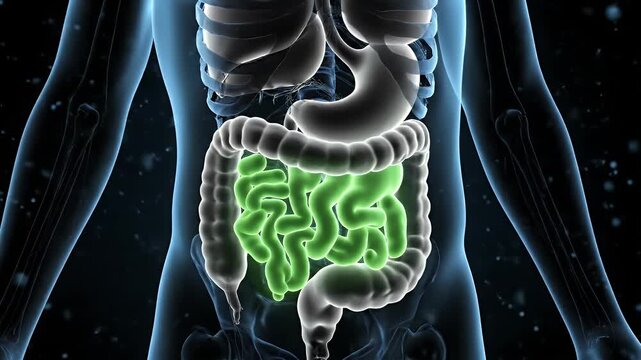 Human Small Intestine Anatomy Animation on a Transparent Blue Background for Medical Education and Healthcare Promotion