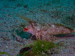 Bottom-dwelling fish rests on sandy seabed in clear shallow sea. Camouflaged marine fish lies on ocean floor with algae and grains of sand.